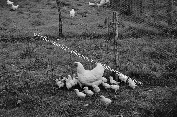 CHICKEN FARM